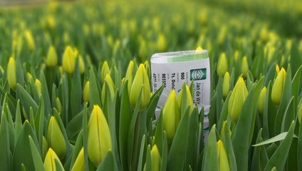 ​Тюльпаны от 36,87 ₽ к 8 марта 2022 г. ПОСЛЕДНЕЕ ПРЕДЛОЖЕНИЕ
