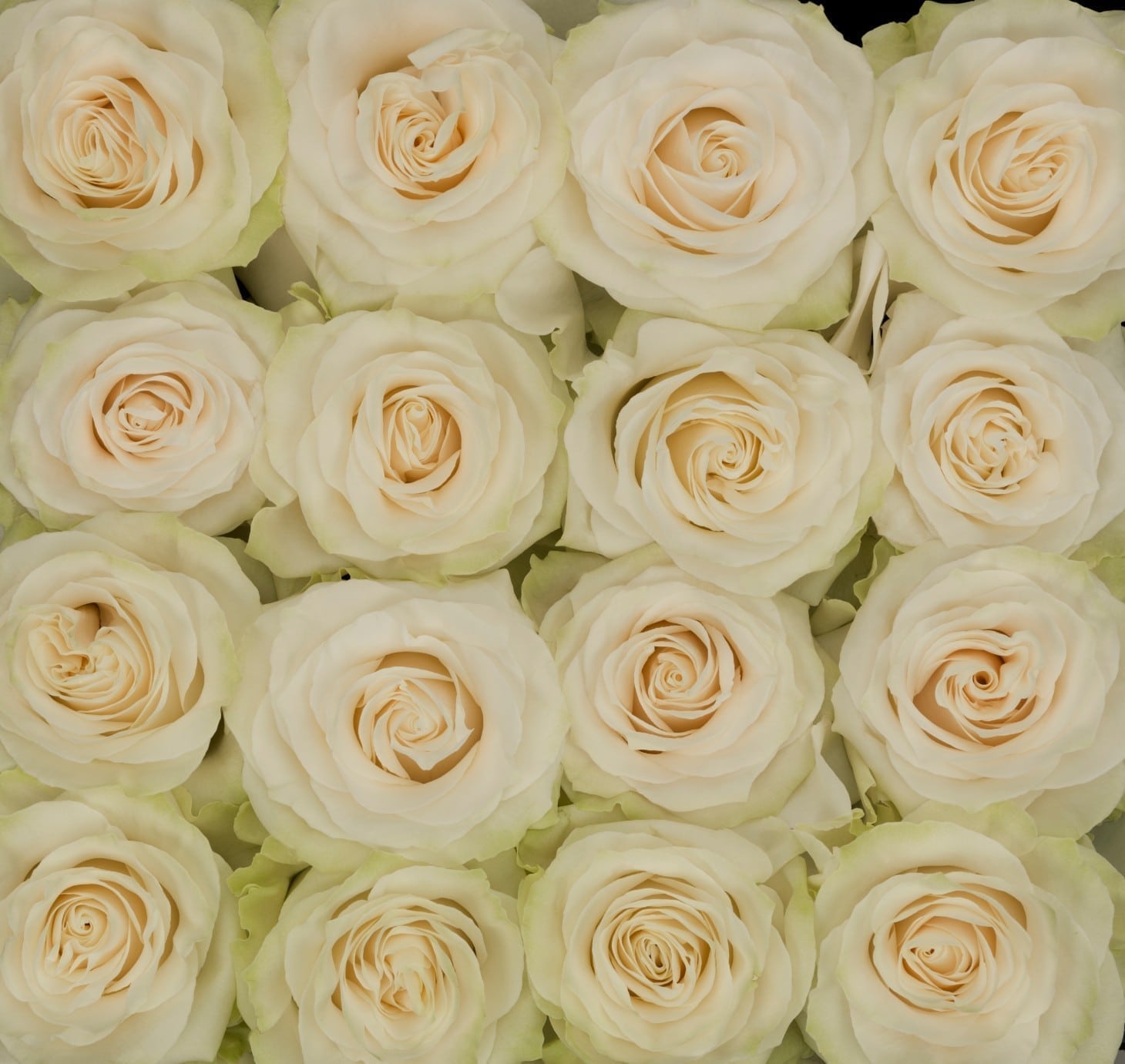 Rosa Gr Mondial ( Мондиал ) В70 Star Roses