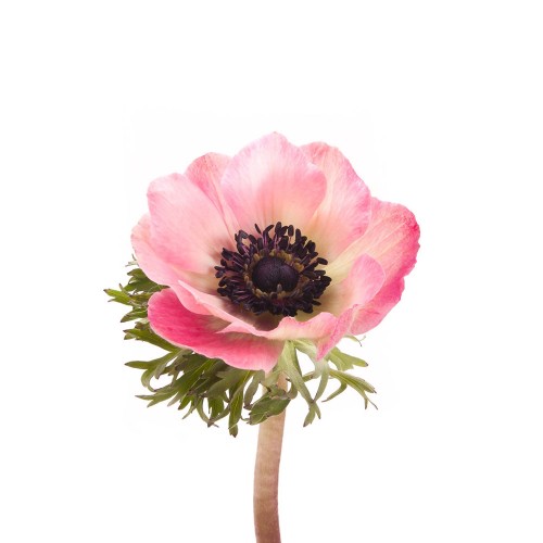 Anemone Pink (Анемона Пинк) В40