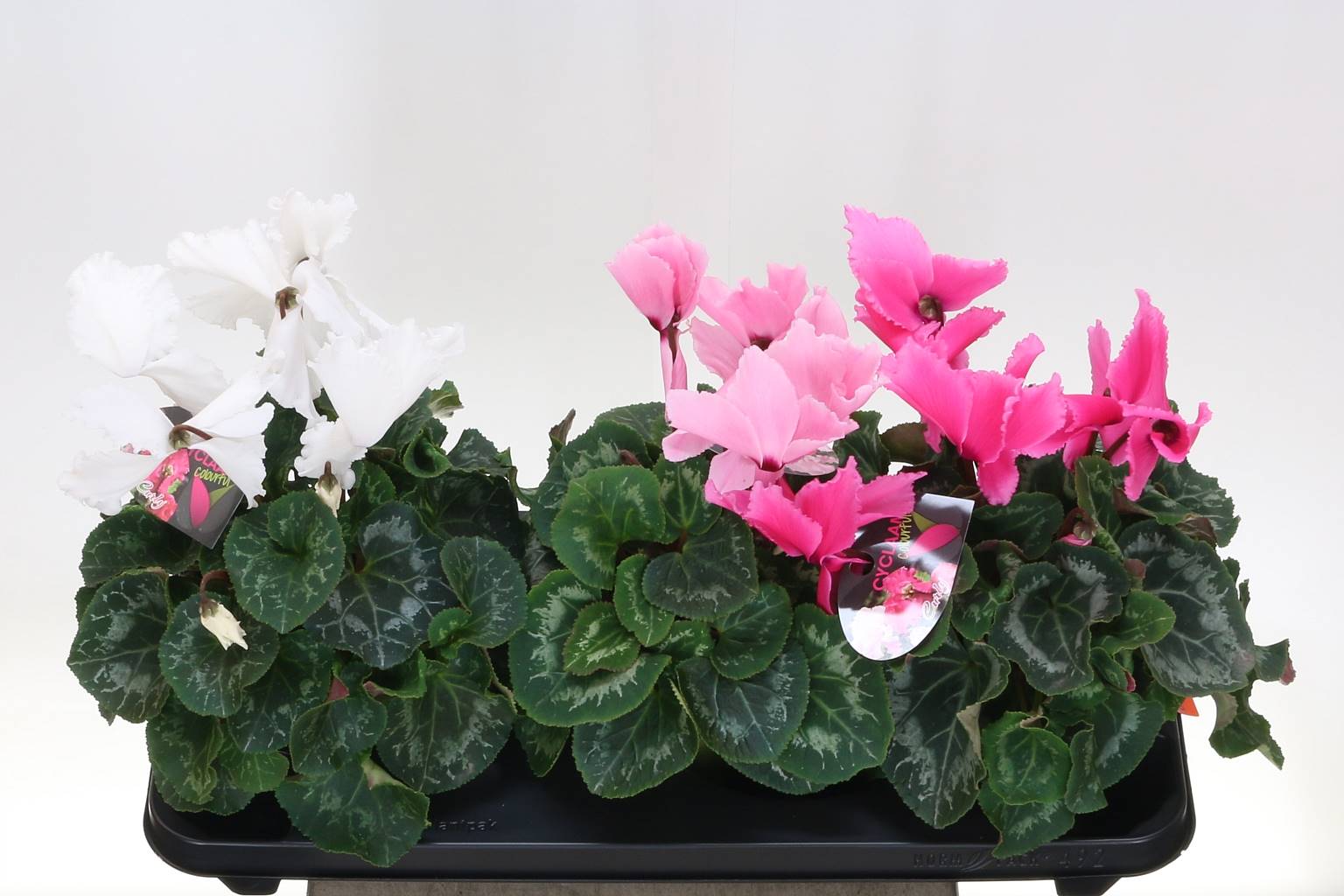 Цикламен Гречишный Кудрявый ( Cyclamen Gr Halios Curly ) W 13 см H 30 см