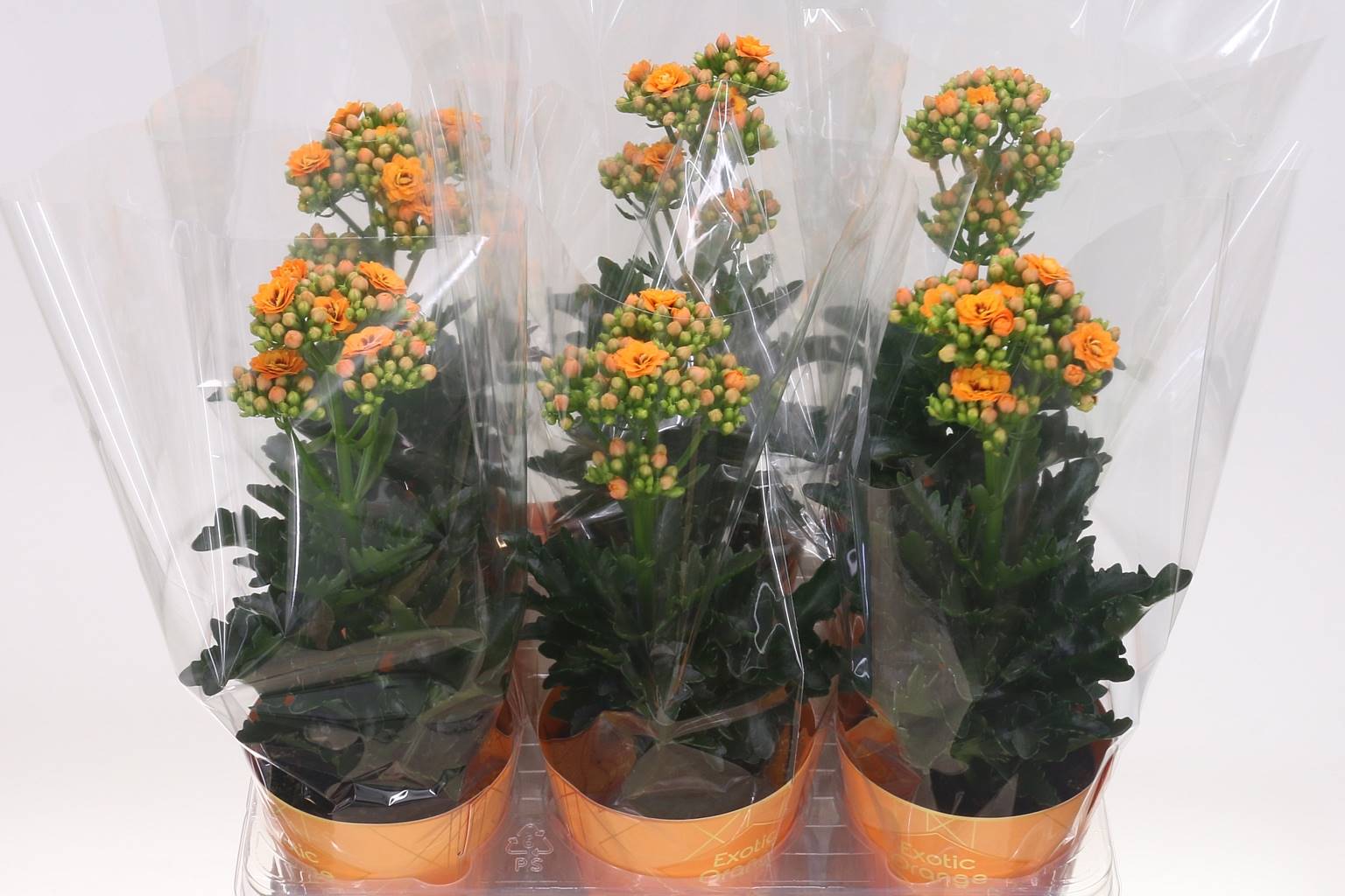 Каланхоэ Экзо Оранжевый ( Kalanchoë Exo Orange ) W 12 см H 35 см