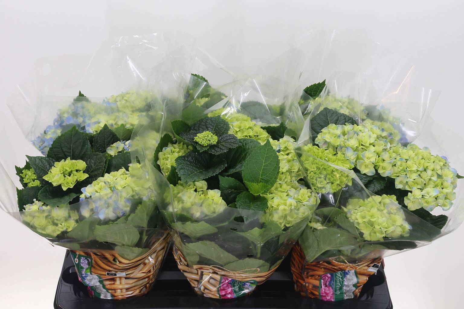 Гортензия Ранняя Голубая 6 Головок ( Hydrangea Early Blue 6 Head ) W 13 см H 32 см