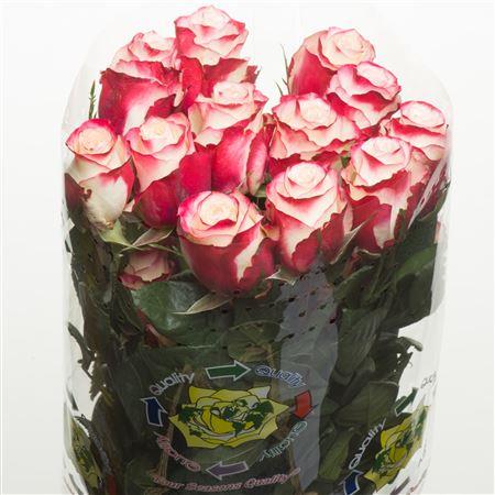 Rosa Sweetness (Роза Свитнесс) В60 Nevado