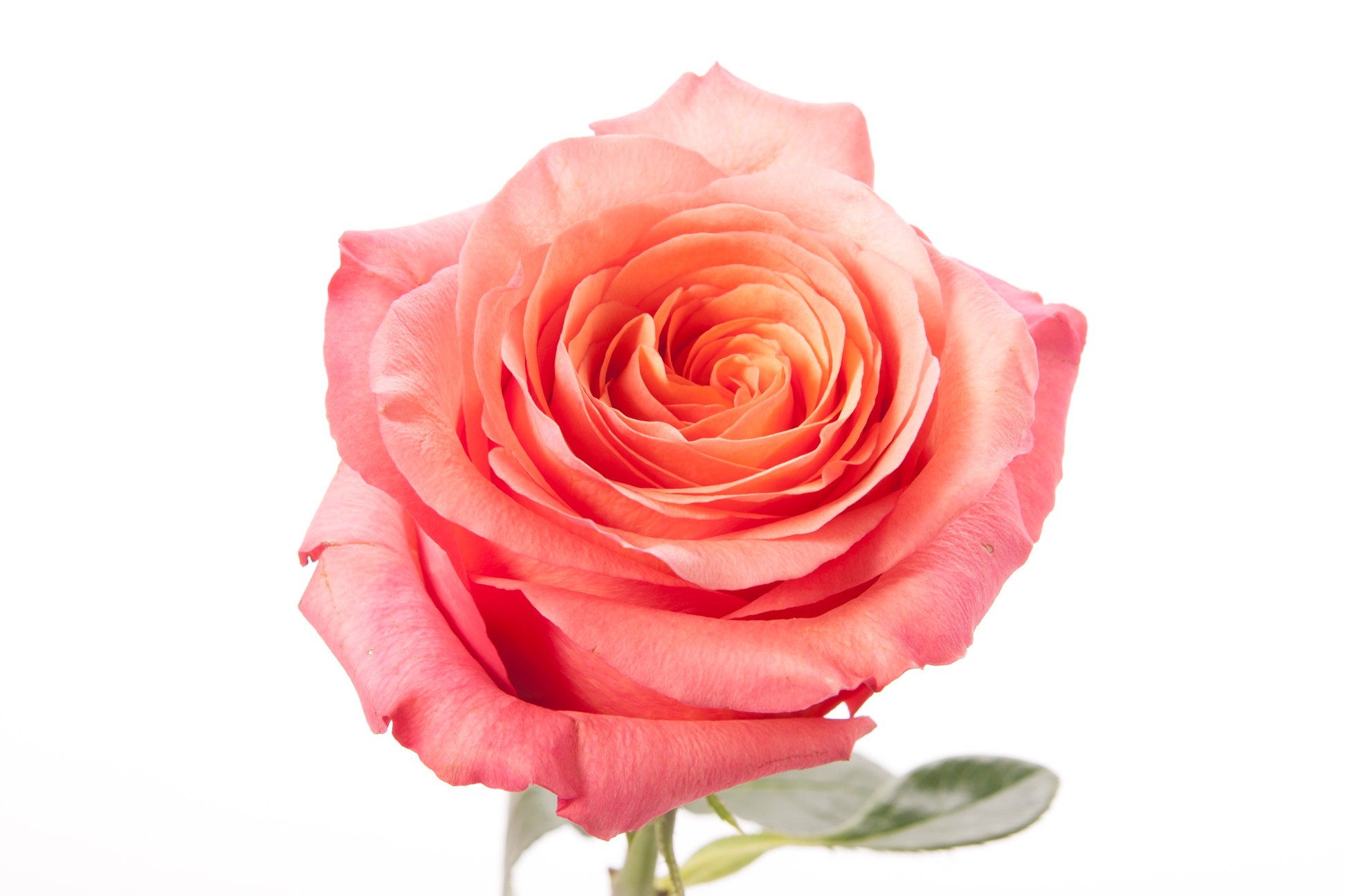 Rose High & Happy (Роза Хай & Хеппи) B40 Royal Flowers