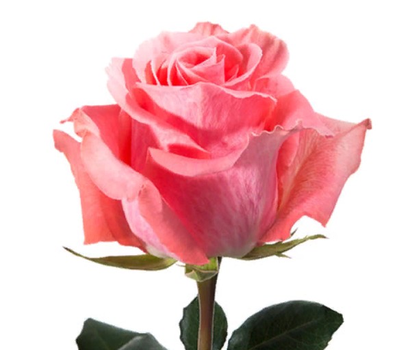 Rose Amsterdam (Роза Амстердам) B50 Piaveri