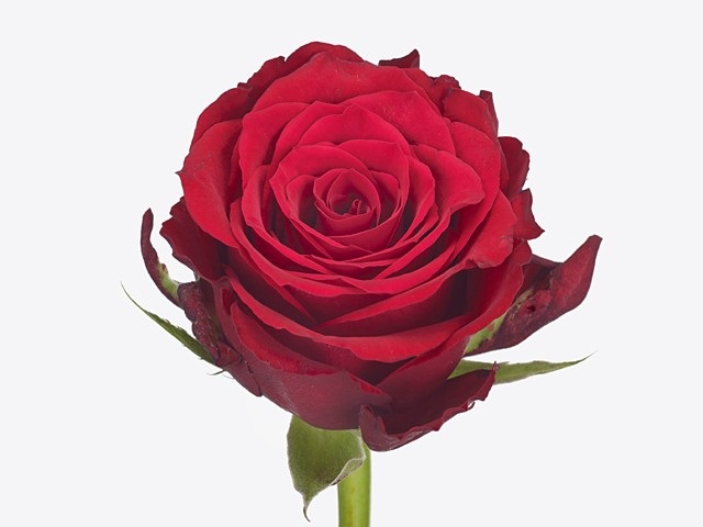 Rose Cupido (Роза Купидо) B60 Piaveri