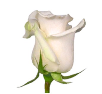 Rose Alba (Роза Альба) B60 Royal Flowers