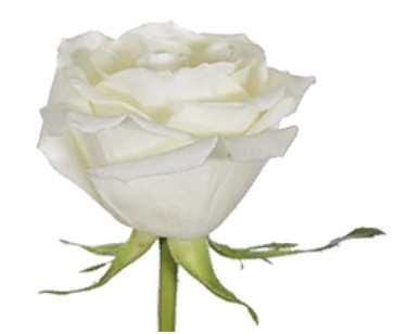 Rose Eskimo (Роза Ескимо) B50 Royal Flowers