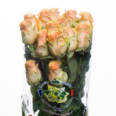 Rose Cumbia (Роза Кумбиа) B50 Royal Flowers
