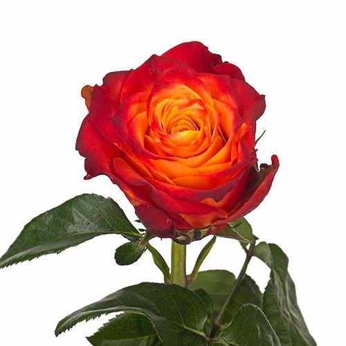 Rosa Atomic (Роза Атомик) В50 Star Roses