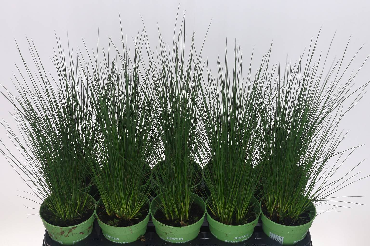 Примыкание Карандашной Травы ( Juncus Pencil Grass ) W 12 см H 35 см