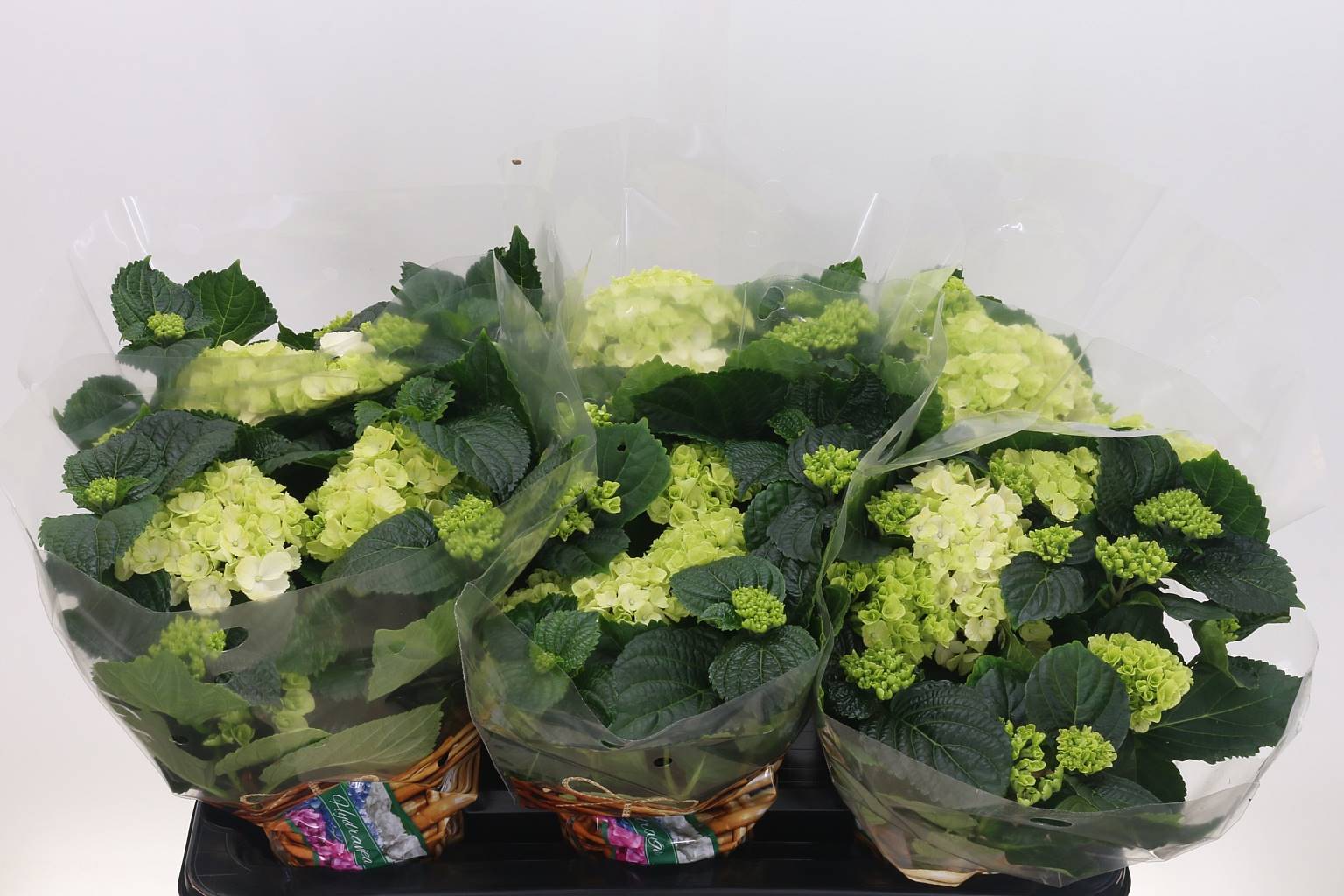 Гортензия Шнееболл ( Hydrangea Schneeball ) W 13 см H 35 см