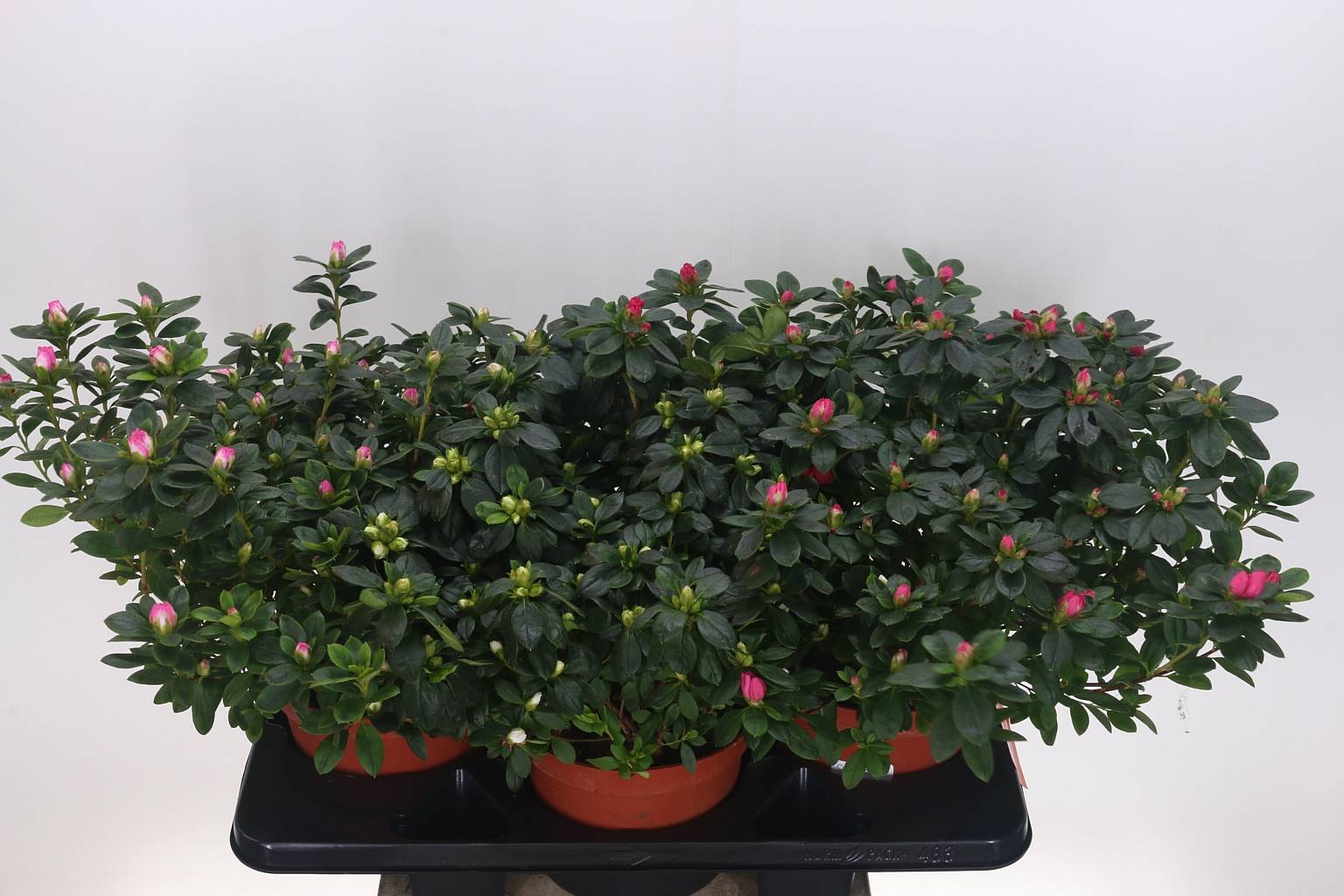 Рододендрон (Азалия) Смешанный ( Rhododendron (Azalea) Mixed ) W 18 см H 45 см