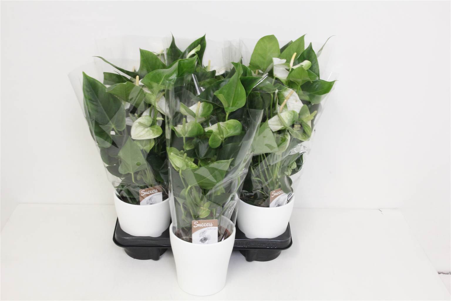 Антуриум Антимора # ( Anthurium An Namora # ) W 12 см H 40 см