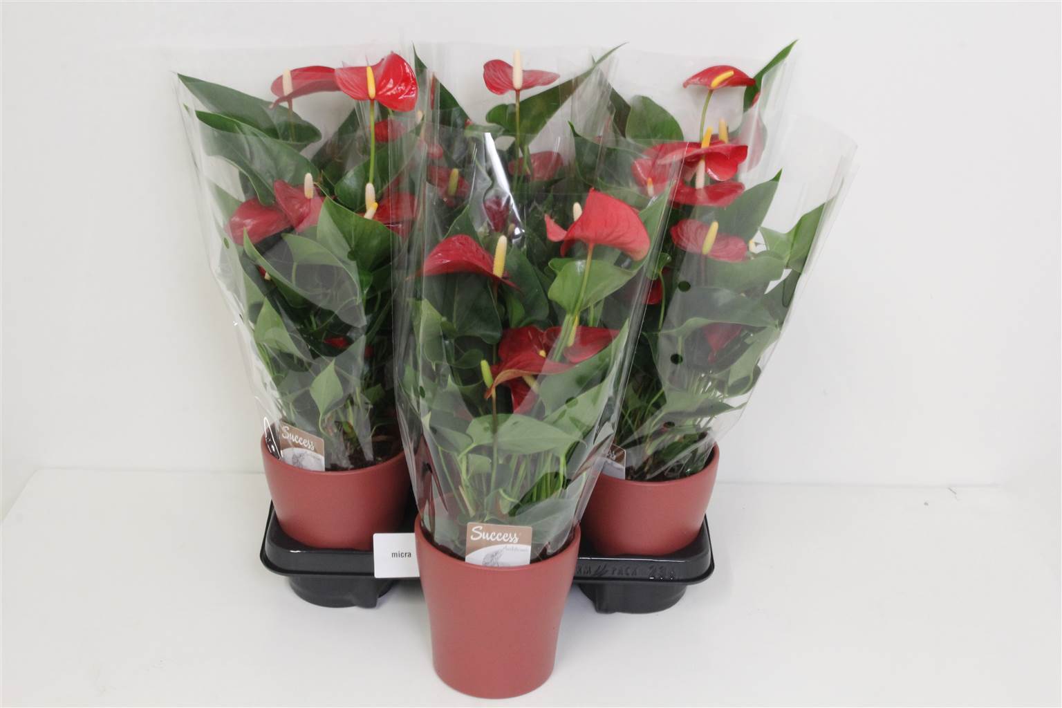 Антуриум Антуриум Красный # ( Anthurium An Micra Red # ) W 12 см H 40 см