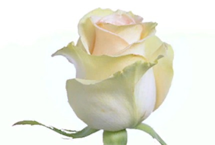 Rose Chablis (Роза Чаблис) B50 Royal Flowers