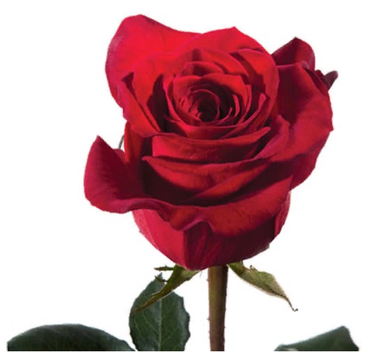 Rose Scarlatta (Роза Скарлатта) B60 Piaveri