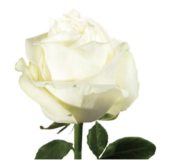 Rose Polar Star (Роза Полар Стар) B40 Royal Flowers