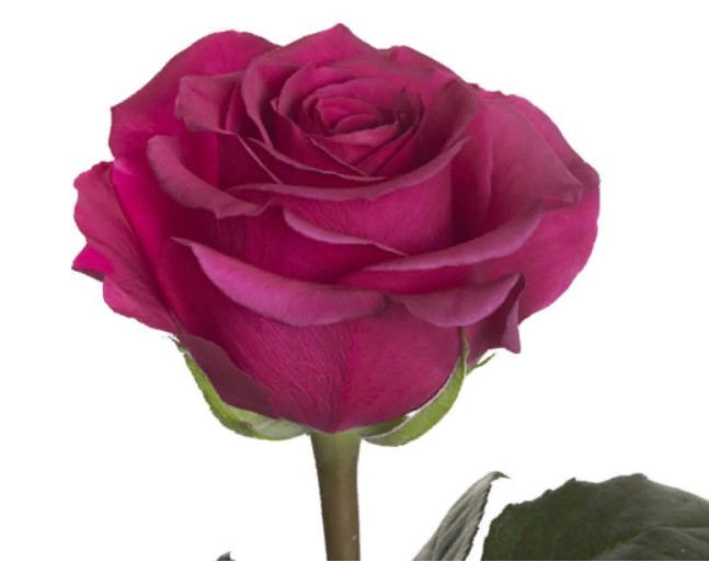 Rose Queen Berry (Роза Квин Берри) B40 Piaveri