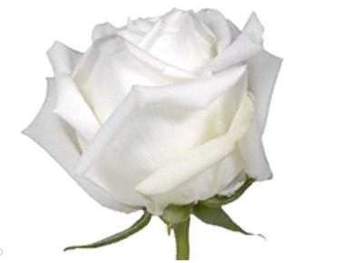 Rose Polo (Роза Поло) B50 Royal Flowers