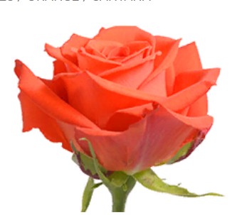 Rose Santana (Роза Сантана) B40 Royal Flowers