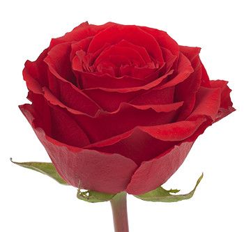 Rose RED Colors (Роза Красная) B100 Royal Flowers