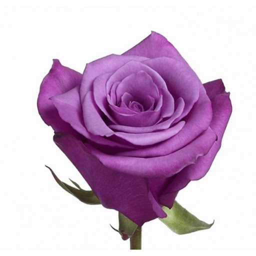 Rose Purple Rain (Роза Перпл Рейн) B40 Royal Flowers