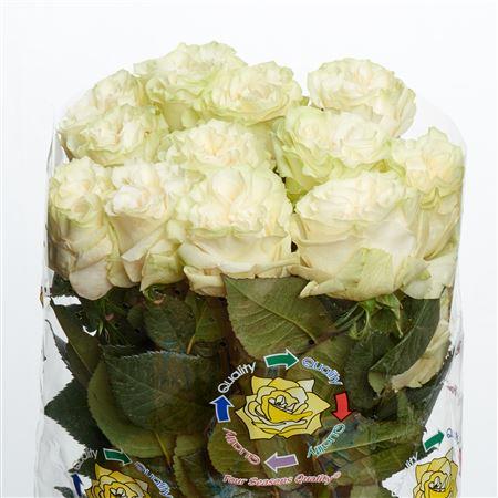 Rose Moonstone (Роза Мунстоун) B40 Royal Flowers