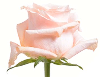 Rose Shimmer (Роза Шиммер) B40 Royal Flowers