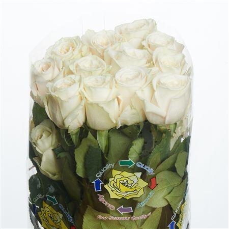 Rose Playa Blanca (Роза Плая Бланка) B50 Royal Flowers