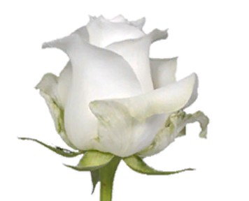Rose Proud (Роза Проуд) B60 Royal Flowers