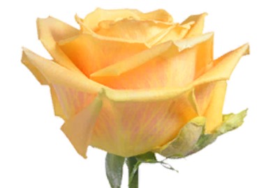 Rose Shukrani (Роза Шукрани) B40 Royal Flowers