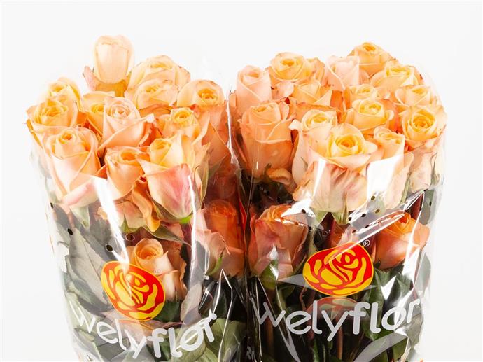 Rose Tiffany! (Роза Тиффани!) B50 Royal Flowers