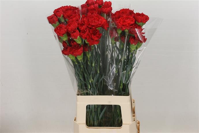 Dianthus Red (Гвоздика Красная) В70 Flores La Union