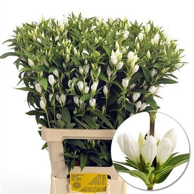 Gentiana white sky(Гентиана вайт скай) В50