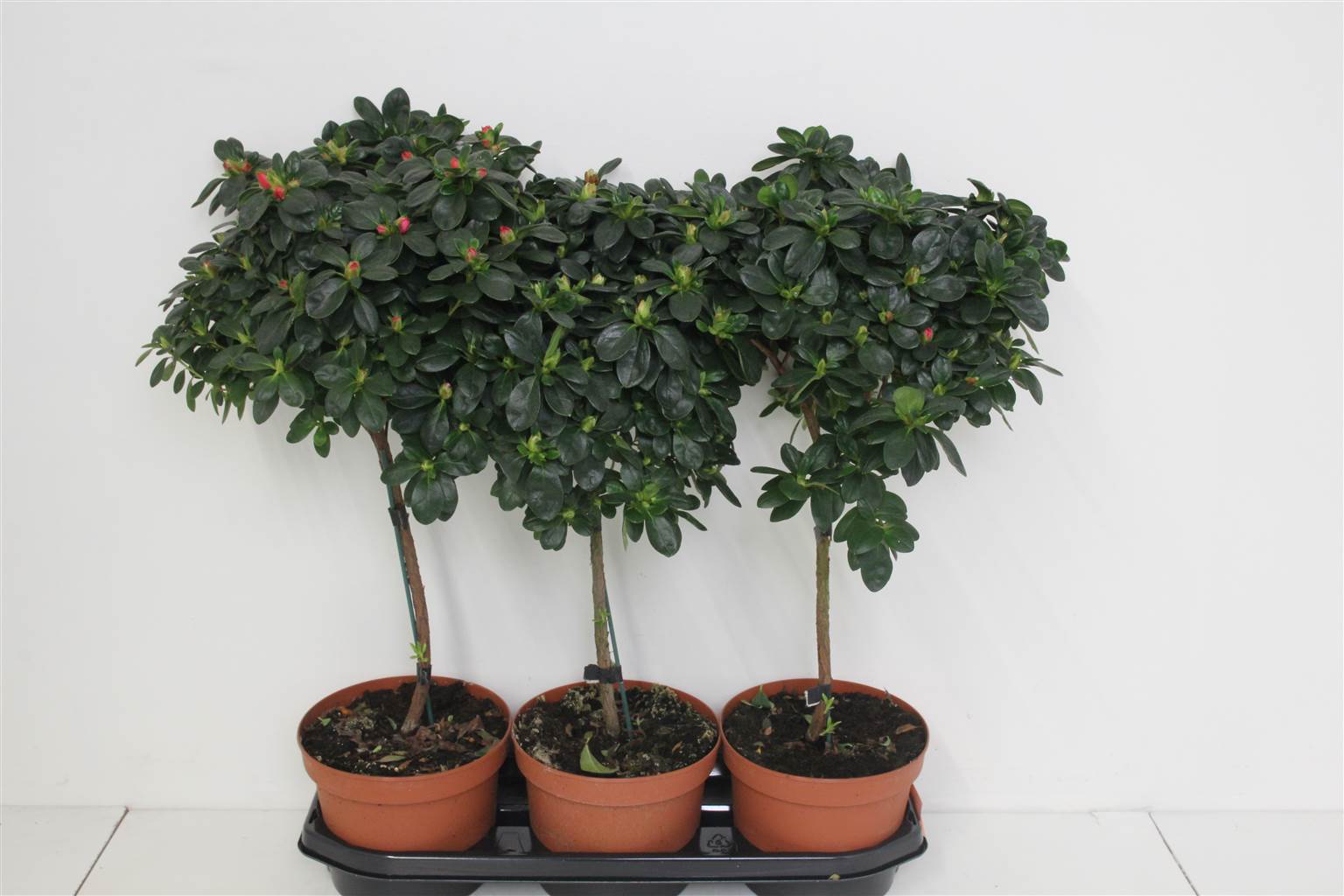 Рододендрон Смешанный Со Стеблем Rauw ( Rhododendron Mixed Op Stem Rauw ) W 19 см H 65 см