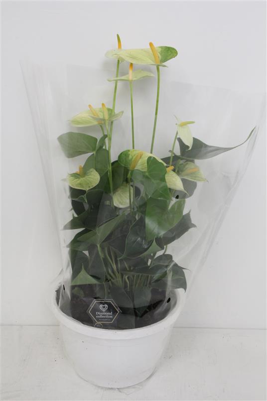 Антуриум Желтый ( Anthurium An Yellow ) W 25 см H 50 см