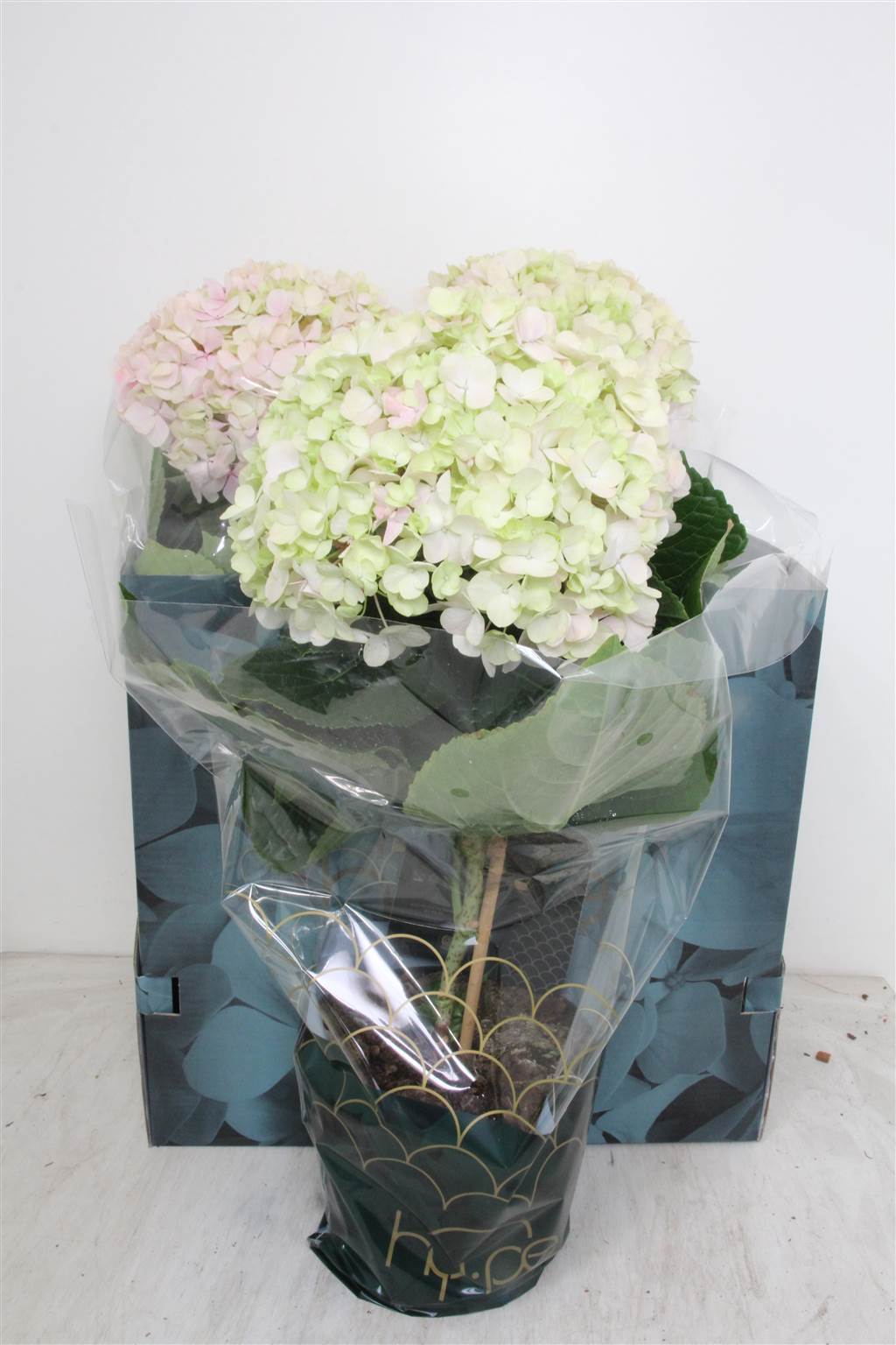 Гортензия М Авангардная Роза ( Hydrangea M Avantgarde Rose ) W 23 см H 65 см