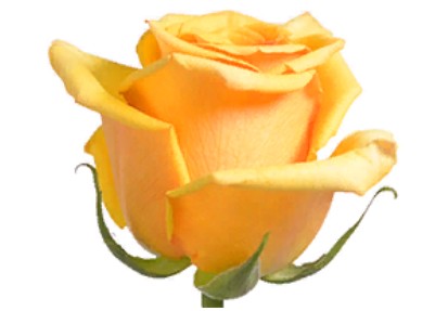 Rose Tycoon (Роза Тайкун) B50 Royal Flowers