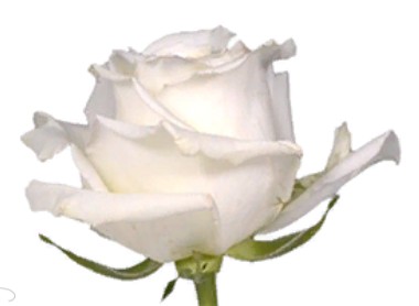 Rose Snowy Jewel (Роза Сноуи Джуел) B40 Royal Flowers