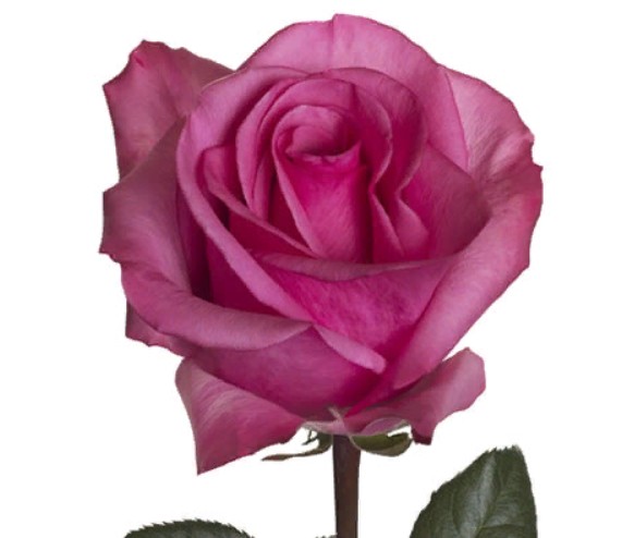 Rose Stiletto (Роза Стилетто) B60 Piaveri
