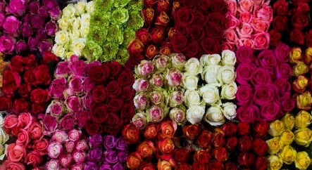 Rose mix Colors (Роза микс) В40 Royal Flowers