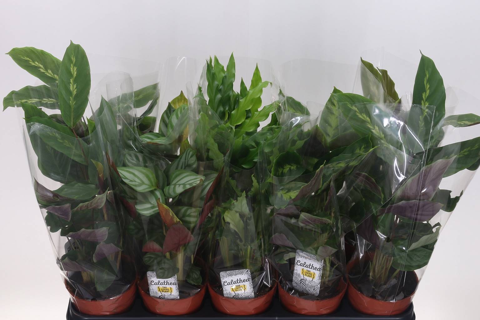 Калатея Смешанная 4 Сорта ( Calathea Mixed 4 Varieties ) W 12 см H 40 см