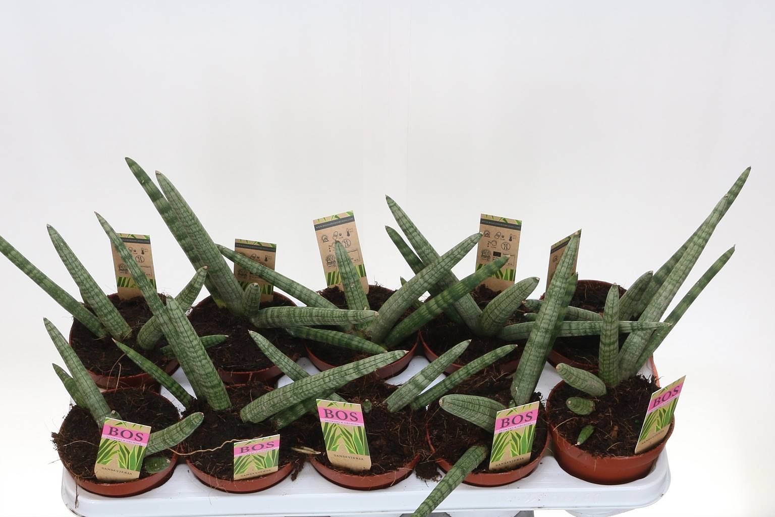 Купить оптом Сансевиерия Цилиндрическая Горизонт ( Sansevieria Cylindri  Skyline ) W 12 см H 25 см