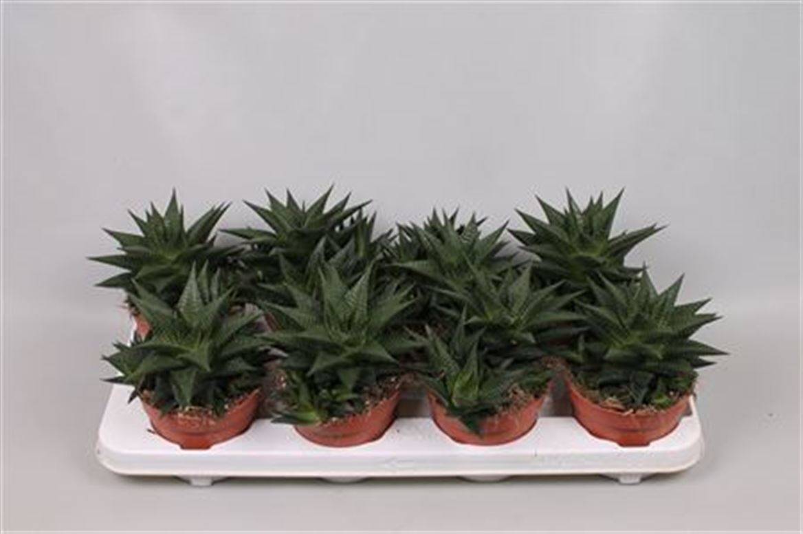 Хавортия Лимифолия ( Haworthia Limifolia ) W 12 см H 20 см