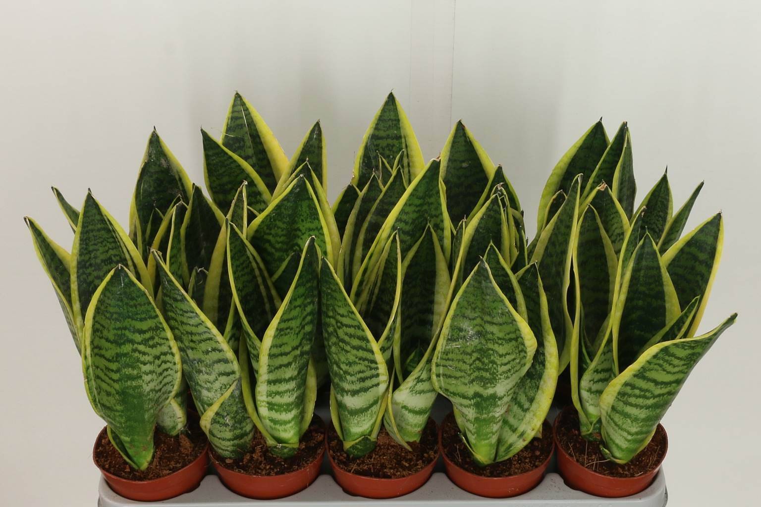 Сансевиерия Лаврентий ( Sansevieria Laurentii ) W 12 см H 40 см