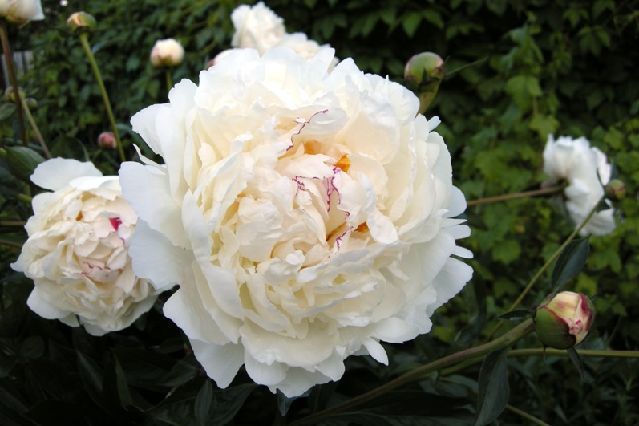 Пион травянистый Boule de Neige (Буль де Неж)