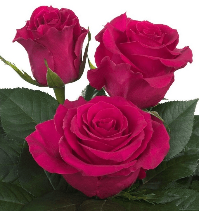 Rose Gotcha (Роза ГОТЧА) B60 Star Roses