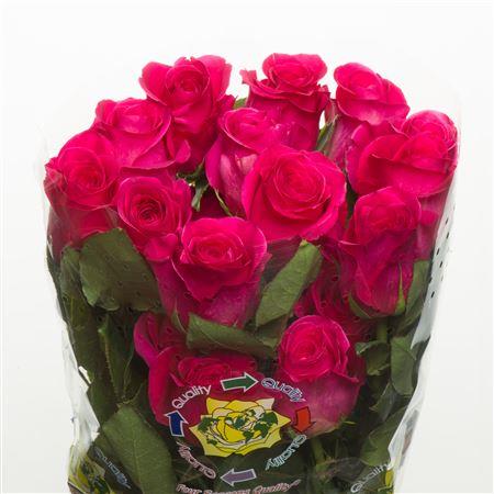 Rose Pink Floyd (Роза Пинк Флойд) B60 Royal Flowers