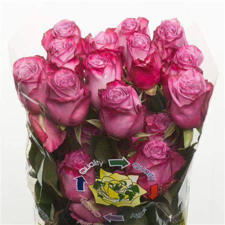 Rose Moody Blues (Роза Муди Блу) B60 Royal Flowers